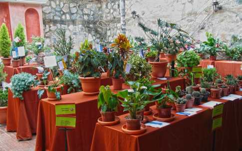 El Circulo Floral de La Antigua presenta su exposición “Llegó la Navidad”