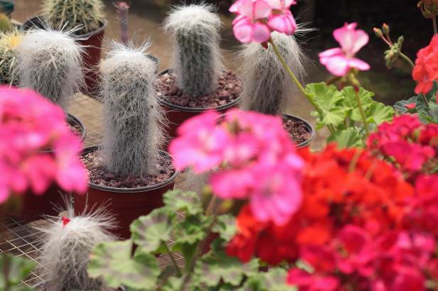 mayaflora-antigua-guatemala