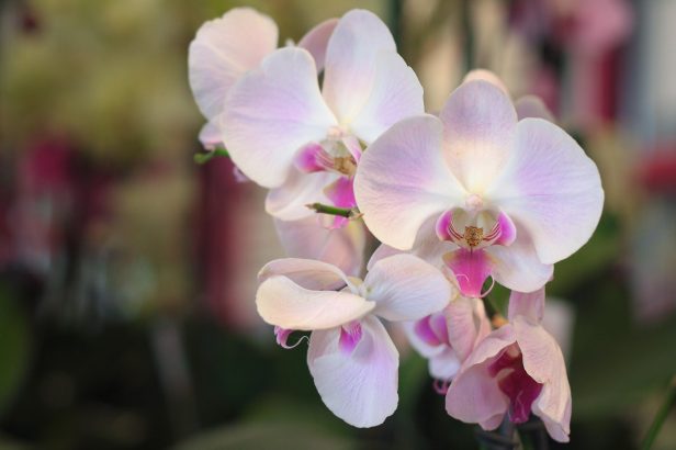 mayaflora-san-pedro-las-huertas-antigua-guatemala