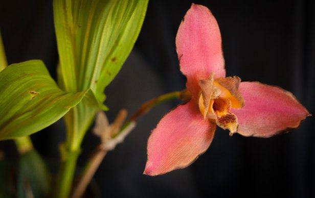 En Antigua se presenta la VII Exposición Nacional de Orquídeas